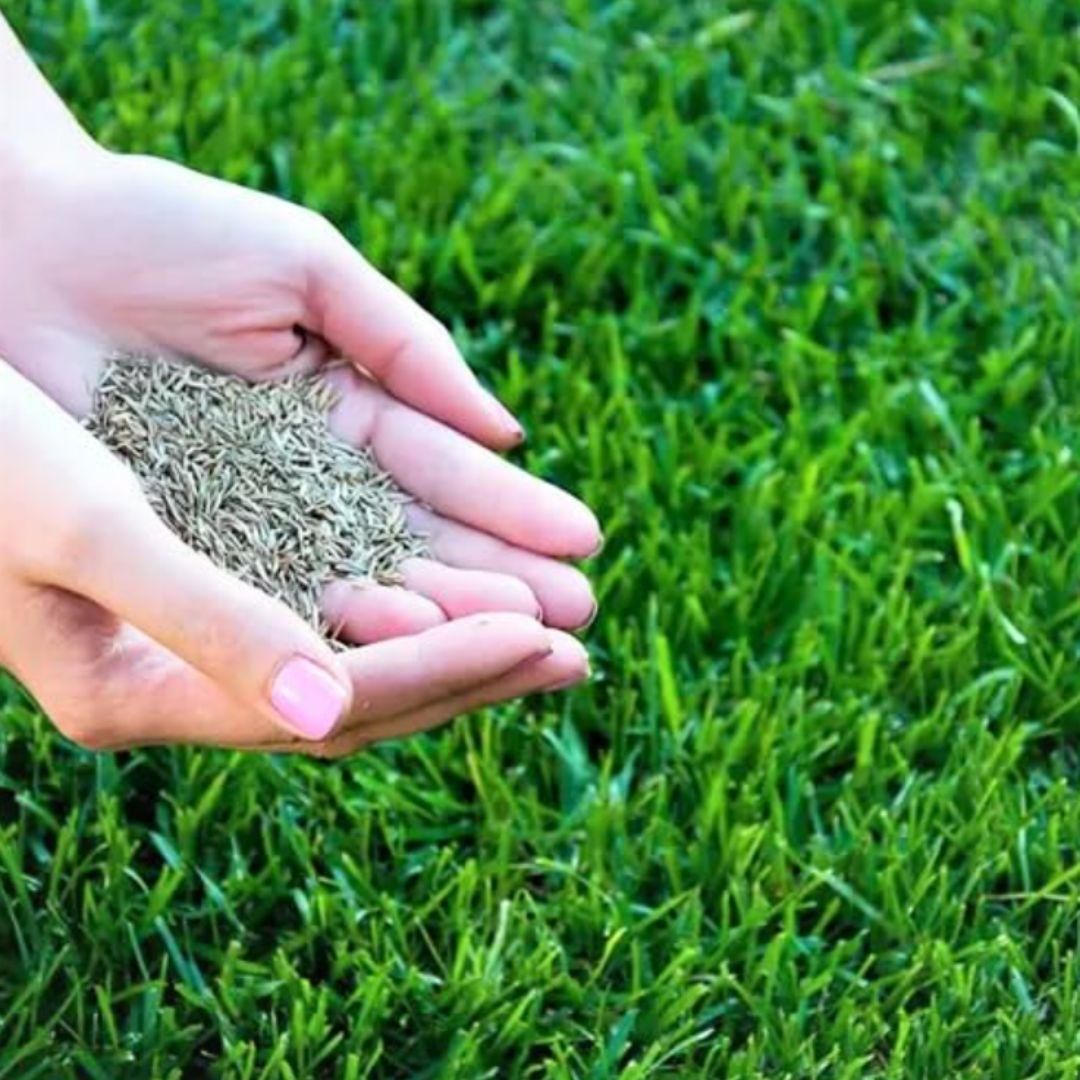 Hand holding grass seed in front of a green lawn