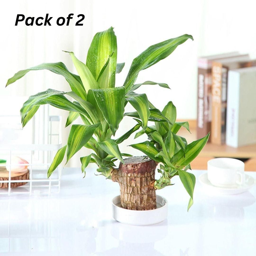 Two green potted plants on a white surface with a blurred indoor background.