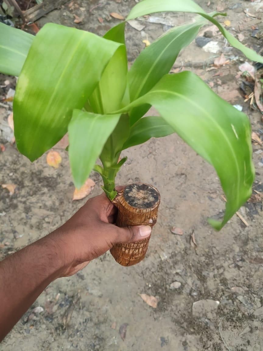 Pack of 2 – Lucky Bamboo Indoor Plants (Dracaena Sanderiana)