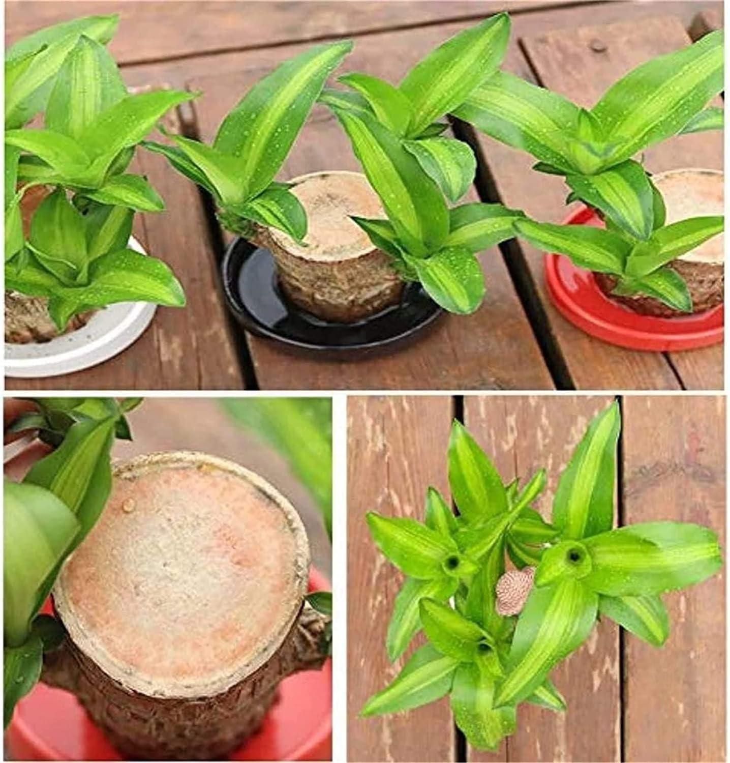 Pack of 2 – Lucky Bamboo Indoor Plants (Dracaena Sanderiana)