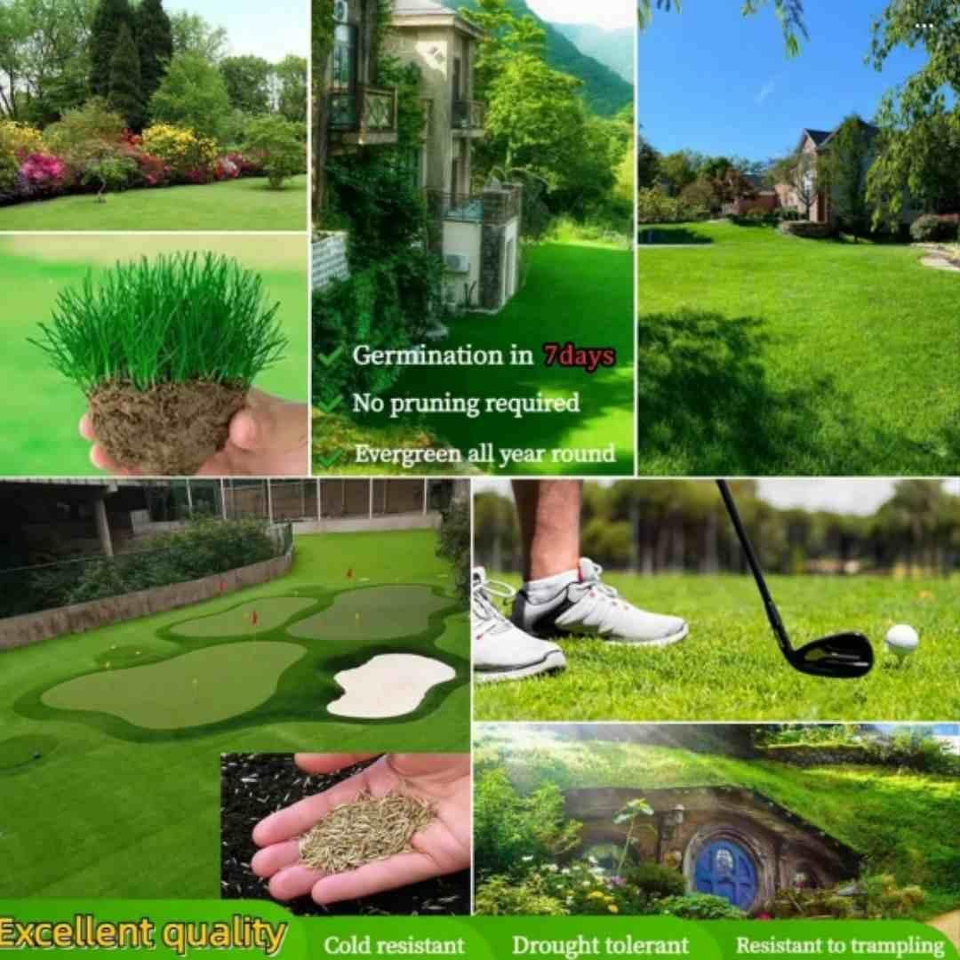Grass Seeds Hybrid – Best for Home Gardening (Pack of 100 Seeds)