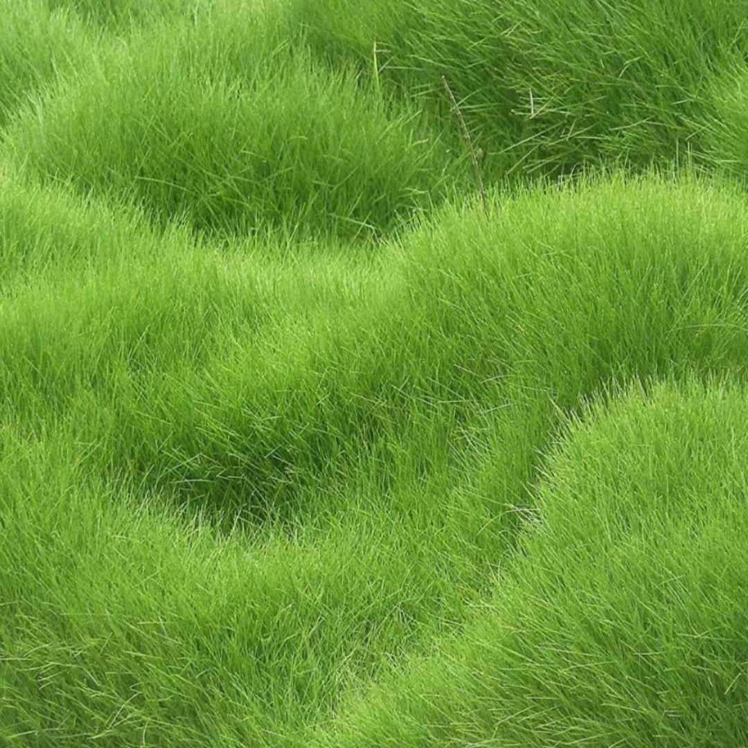 Grass Seeds Hybrid – Best for Home Gardening (Pack of 100 Seeds)