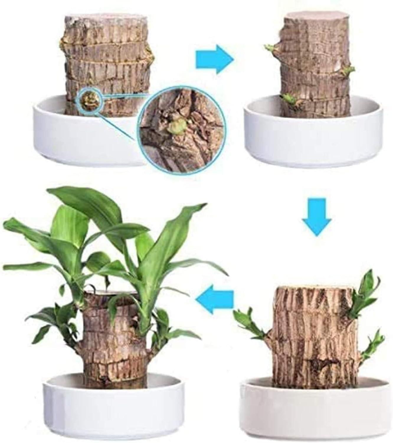 Pack of 2 – Lucky Bamboo Indoor Plants (Dracaena Sanderiana)